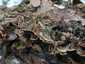 Szalagos fülgomba (Auricularia mesenterica), Budai-hegység